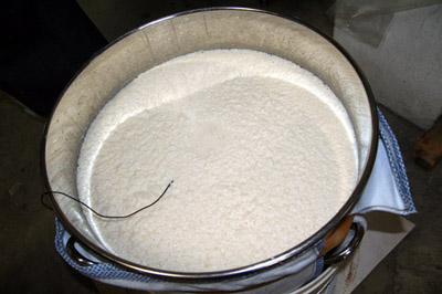 発酵を始める酒母（麹と蒸米と酵母等で構成）